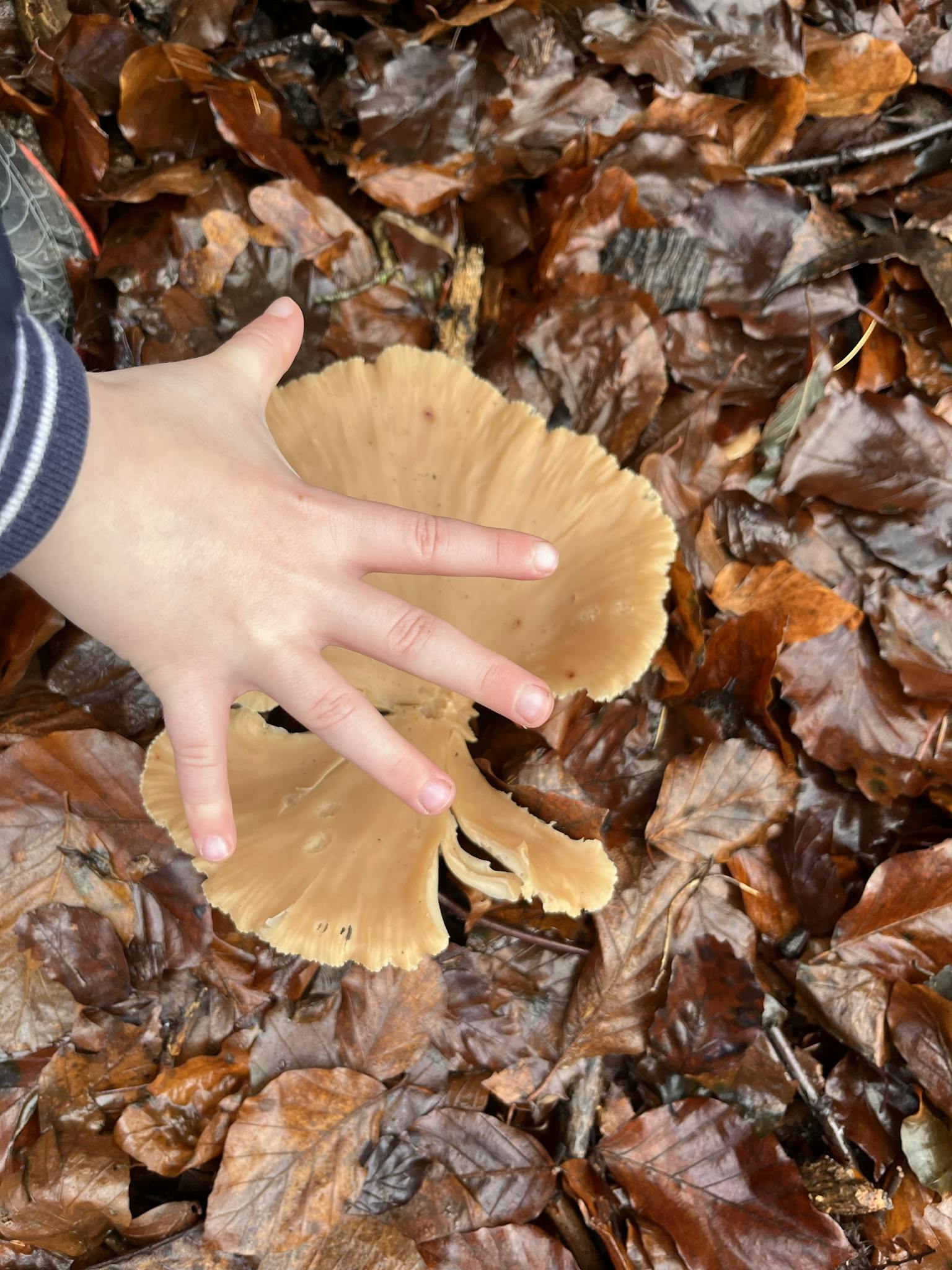 A child's hand touching a large mushroom surrounded by autumn leaves in the forest.